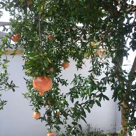 Volte A Stella